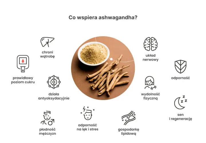 Ashwagandha: warto dla zdrowia! Wspiera układ nerwowy, odporność, sen, płodność, wątrobę, poziom cukru, wydolność fizyczną i gospodarkę lipidową.