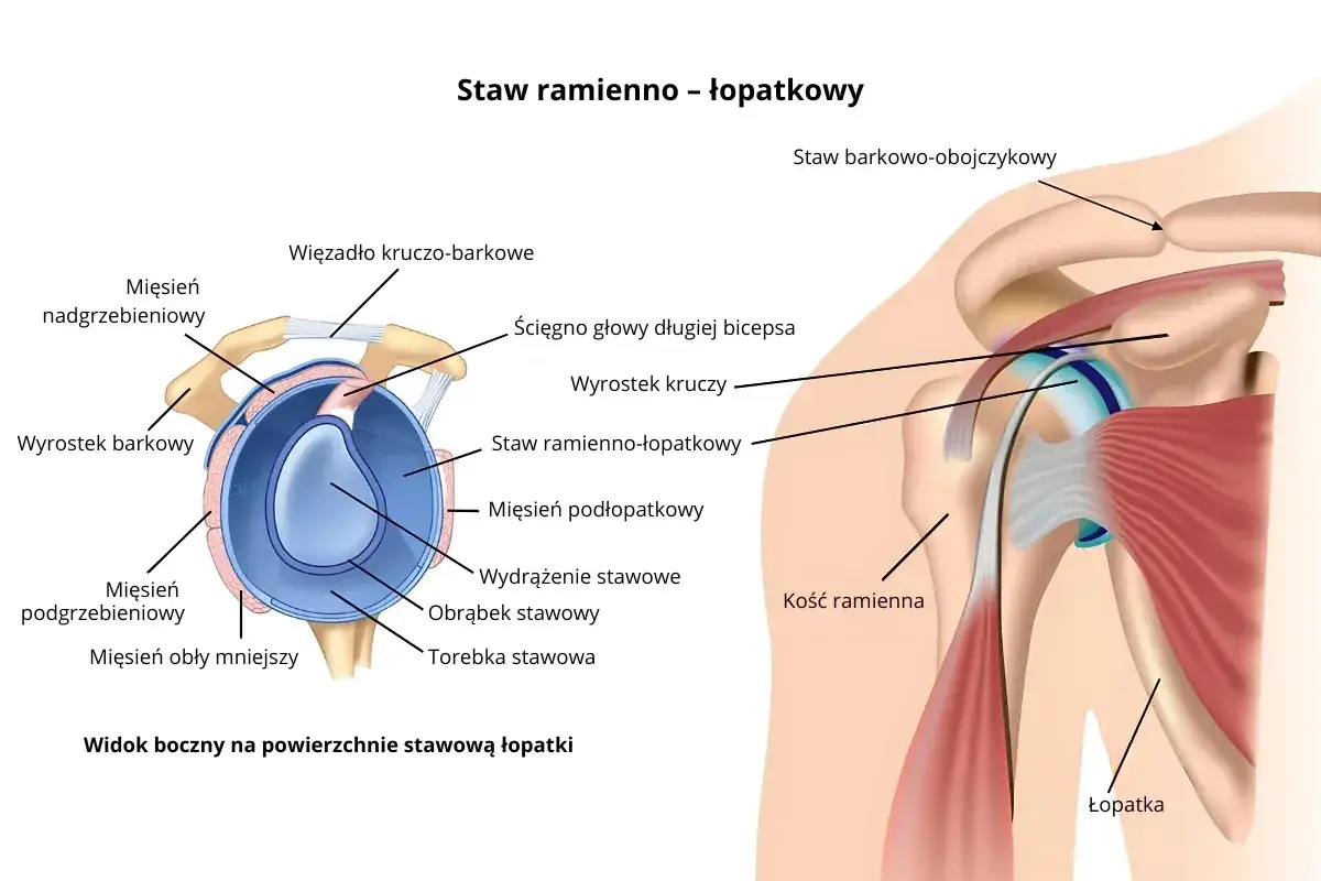 Anatomia stawu barkowego: widok boczny na łopatkę, mięśnie, więzadła i kość ramienną. Szczegółowy przekrój stawu ramienno-łopatkowego.