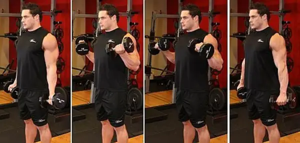 Mężczyzna ćwiczy, podnosząc hantle. Widać jego duży biceps, który napina się podczas ćwiczeń.